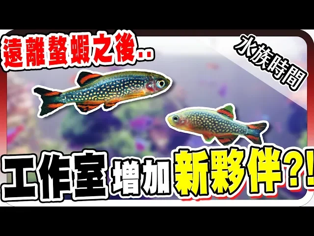 螯蝦大屠殺後!工作室竟然增加了新夥伴?|水族時間【黑羽】